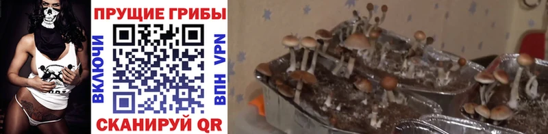 Галлюциногенные грибы мицелий  как найти закладки  Жуковский 